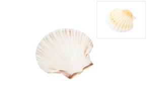 BAPTISM SHELL