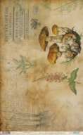 RICE PAPER 54X33CM BOTANIC MUSHROOMS  PFY-14594