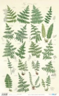 PAPELE ARROZ 54X33CM BOTANIC PFY-14605
