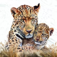 EMB. 20 GUARDANAPOS 33x33CM LEOPARDOS 346058